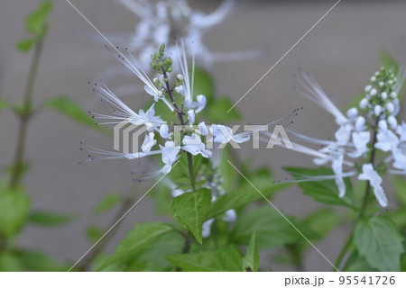 ネコノヒゲの花 95541726