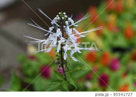 ネコノヒゲの花 ネコノヒゲの花 95541727