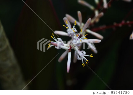 センネンボクの花 95541780