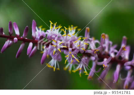 センネンボクの花 センネンボクの花 95541781