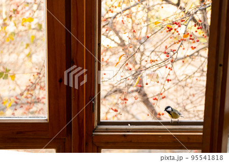 Titmouse bird sitting by the window at autumn day. Titmouse bird sitting by the window at autumn day. 95541818