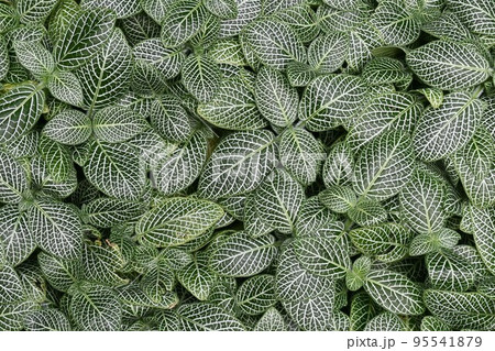 観葉植物 フィットニア（シロアミメグサ） 95541879