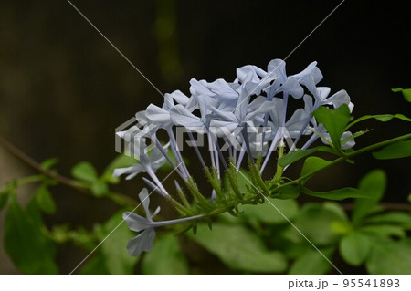 ルリマツリの花 95541893