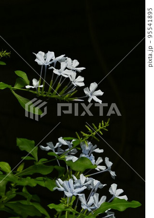 ルリマツリの花 ルリマツリの花 95541895