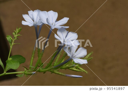ルリマツリの花 ルリマツリの花 95541897