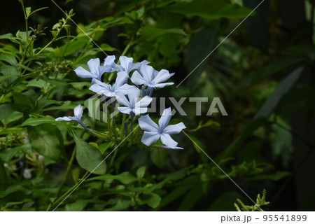 ルリマツリの花 95541899