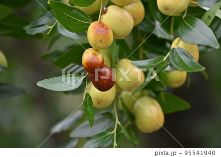 ナツメの実 ナツメの実 95541940