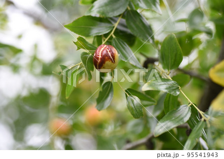 ナツメの実 95541943