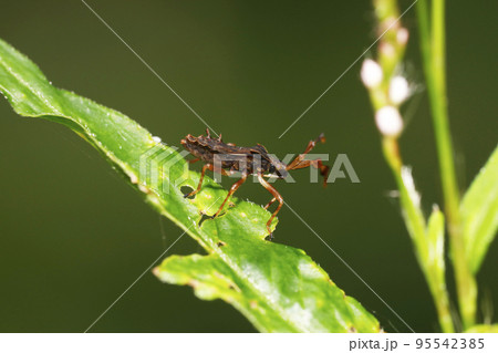 ホソハリカメムシ幼虫 ホソハリカメムシ幼虫 95542385