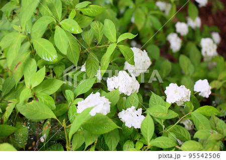 コガクウツギの花　花笠 95542506