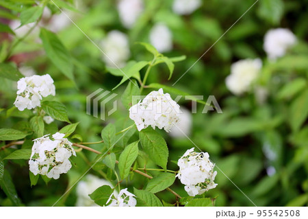 コガクウツギの花 花笠 コガクウツギの花 花笠 95542508