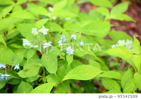 ヤマアジサイの花　美方八重 95542509