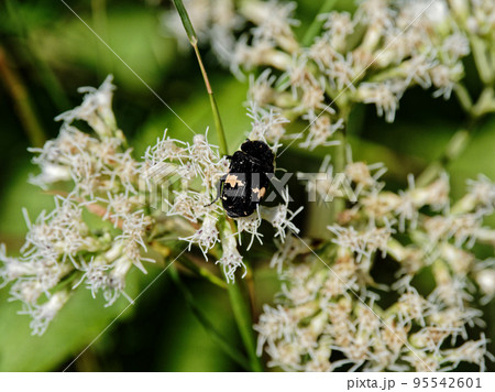 訪花昆虫　コガネムシ科クロハナムグリ 95542601