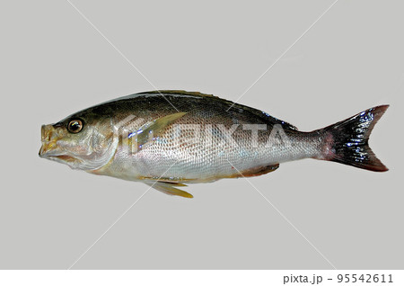 横位置のイサキを切り抜いた 95542611