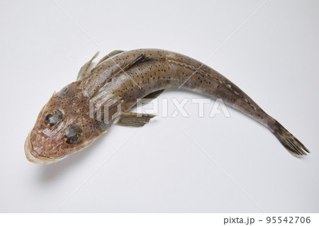 白背景ワニゴチ全体上 95542706
