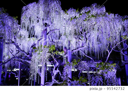 ライトアップされた夜の藤の花、紫と白、背景の黒のコントラスト、不思議な世界に入りそうになる。 95542732