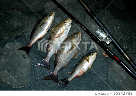 良型のイサキが4尾も釣れたので磯の上で記念撮影 95542738