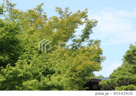 青もみじ 95542910