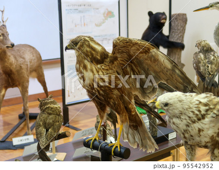 たくさんの剥製の日本の鳥類の写真素材 [95542952] - PIXTA