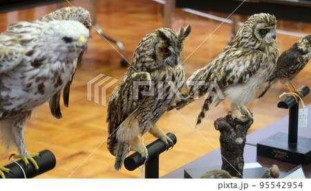 たくさんの剥製の日本の鳥類 95542954