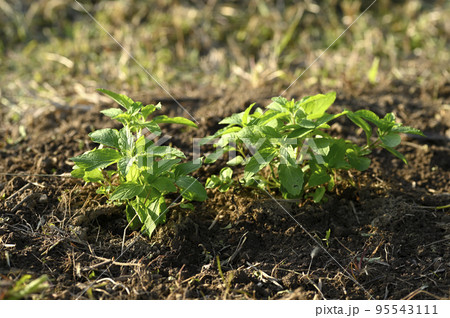 畑に育つニホンハッカの苗 95543111