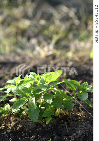 畑に育つニホンハッカの苗 95543112