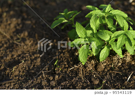 畑に育つニホンハッカの苗 95543119