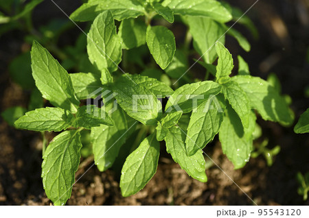 畑に育つニホンハッカの苗 95543120