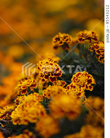 オレンジのお花畑のアップ オレンジのお花畑のアップ 95543212