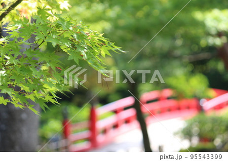 青もみじ 95543399