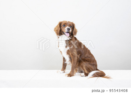 お座りして微笑む犬 95543408