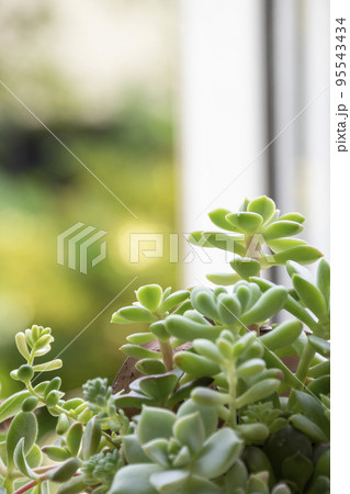 窓辺の多肉植物の寄せ植え 95543434
