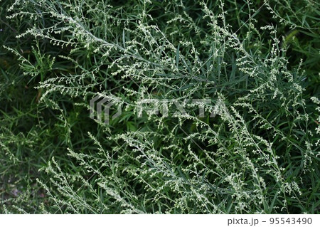 ヨモギの花 ヨモギの花 95543490