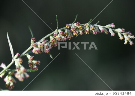 ヨモギの花 95543494