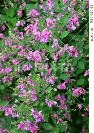 ハギ（萩）の花 95543545