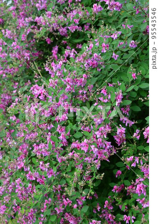ハギ(萩)の花 ハギ(萩)の花 95543546