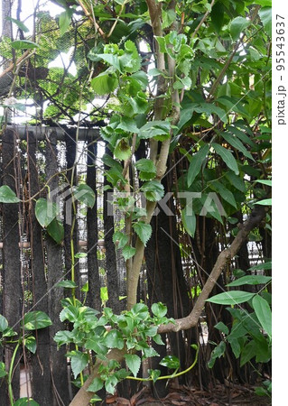 キフクリンアカリファ（黄覆輪アカリファ） 95543637