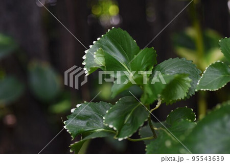 キフクリンアカリファ（黄覆輪アカリファ） 95543639