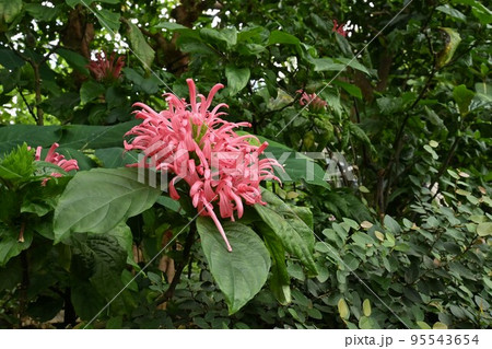 サンゴバナ（珊瑚花） 95543654