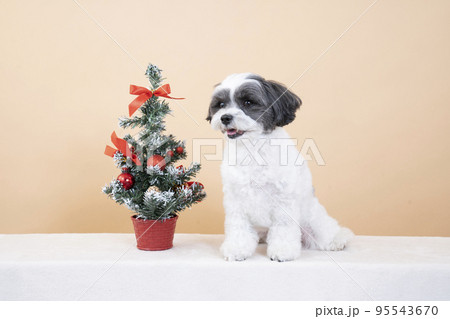 お座りして微笑む犬とクリスマスツリー 95543670
