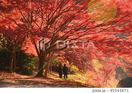 紅葉 紅葉 95543671