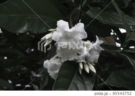 ヤエサンユウカ(八重三友花)の花 ヤエサンユウカ(八重三友花)の花 95543752