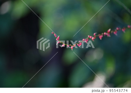 水引草 水引草 95543774