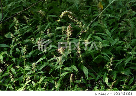 チヂミザサ（縮み笹）の花 95543833