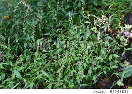 チヂミザサ（縮み笹）の花 95543835