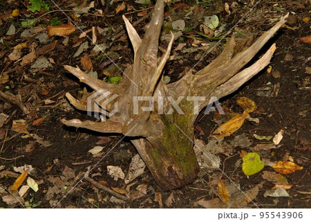 角みたいな流木 角みたいな流木 95543906