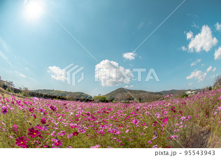 兵庫県加古川志方町コスモス畑の風景 兵庫県加古川志方町コスモス畑の風景 95543943