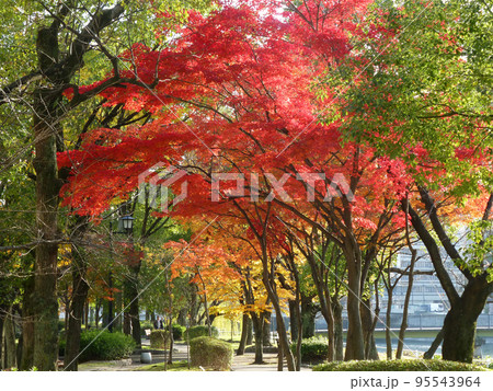 日本の秋を楽しむ、もみじの紅葉 95543964