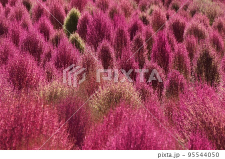 晩秋の花壇の赤く紅葉したコキア 晩秋の花壇の赤く紅葉したコキア 95544050