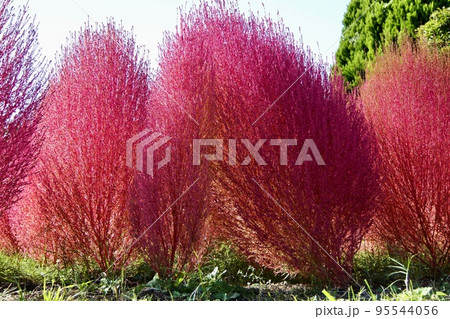 晩秋の花壇の赤く紅葉したコキア 晩秋の花壇の赤く紅葉したコキア 95544056